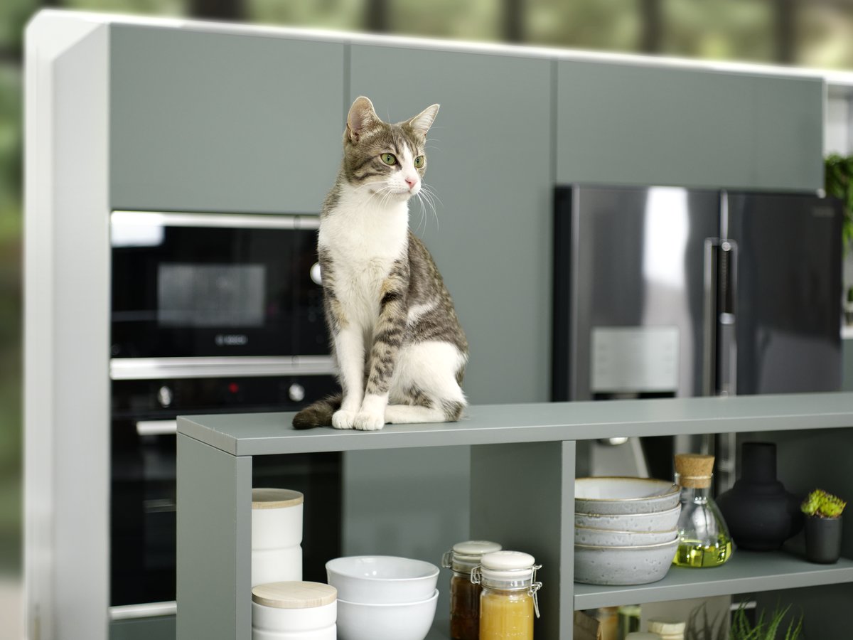 Meuble Pour Chat Design Et Sur Mesure Schmidt