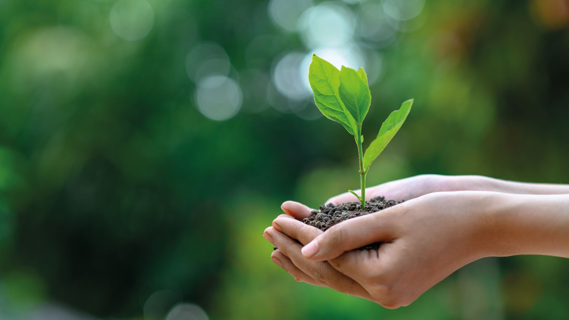 Une jeune plante dans les mains