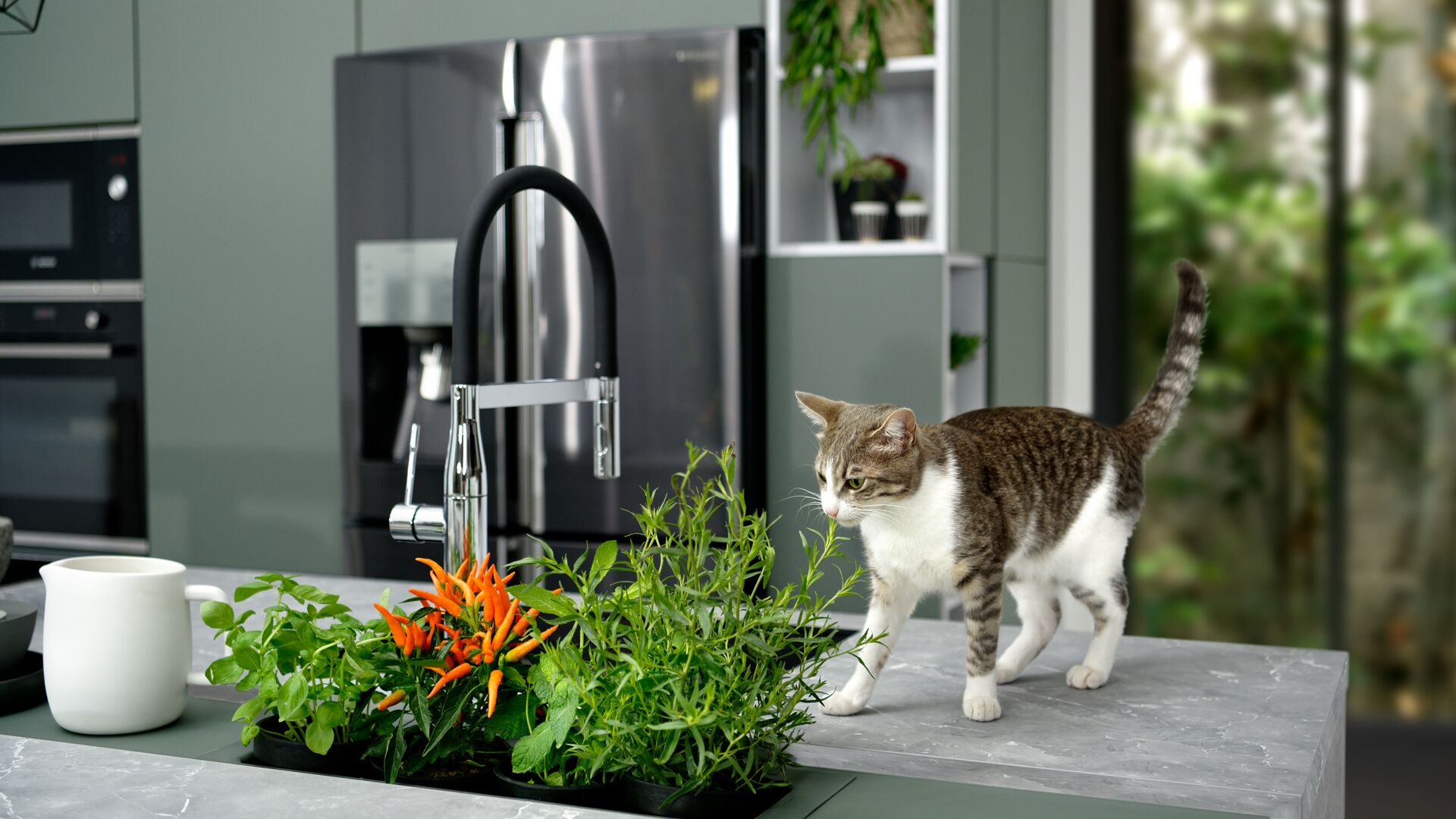 Kruidenbak in de keuken voor kattenkruid en keukenkruiden