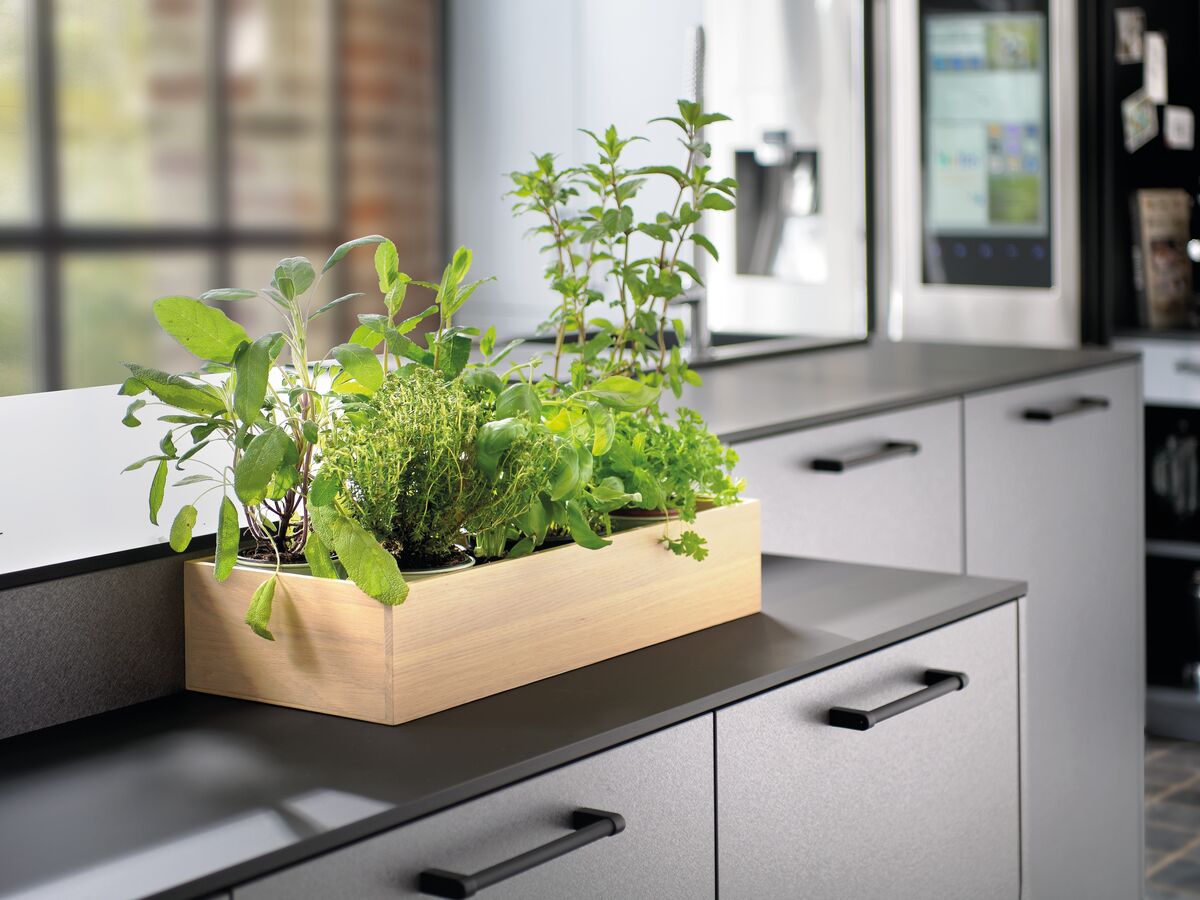 Bandeja para plantas aromáticas colocada en la encimera de la isla central